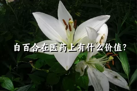 白百合在医药上有什么价值？