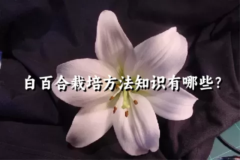 白百合栽培方法知识有哪些？