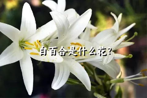 白百合是什么花？