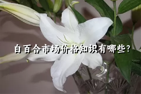 白百合市场价格知识有哪些？