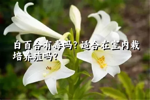 白百合有毒吗？适合在室内栽培养殖吗？