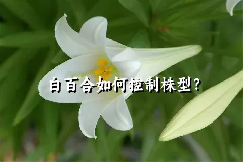 白百合如何控制株型？