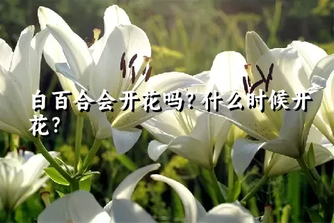 白百合会开花吗？什么时候开花？