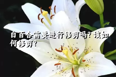 白百合需要进行修剪吗？该如何修剪？