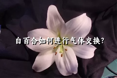 白百合如何进行气体交换？