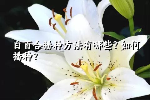 白百合播种方法有哪些？如何播种？