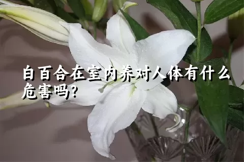 白百合在室内养对人体有什么危害吗？