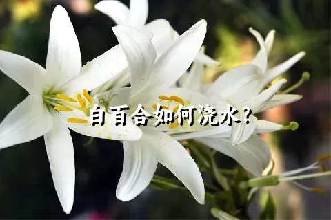 白百合如何浇水？