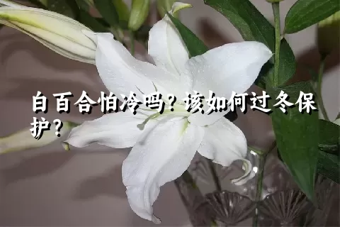 白百合怕冷吗？该如何过冬保护？