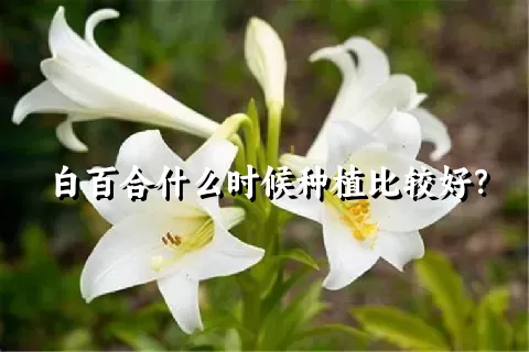 白百合什么时候种植比较好？