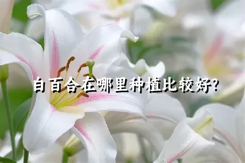 白百合在哪里种植比较好？