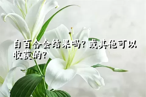 白百合会结果吗？或其他可以收获的？