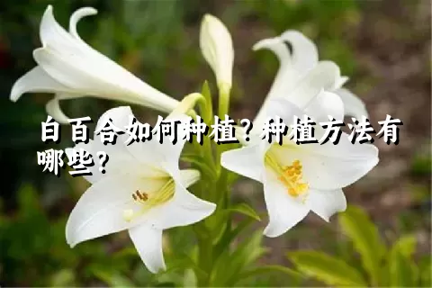 白百合如何种植？种植方法有哪些？