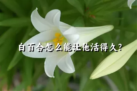 白百合怎么能让他活得久？