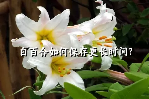 白百合如何保存更长时间？