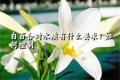 白百合对水质有什么要求？如何控制