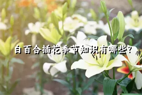 白百合插花季节知识有哪些？