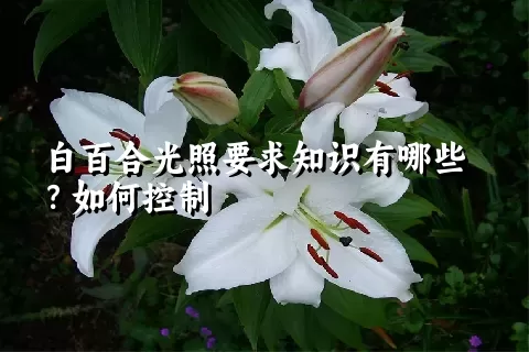 白百合光照要求知识有哪些？如何控制