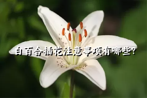 白百合插花注意事项有哪些？