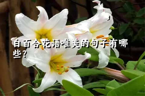 白百合花语唯美的句子有哪些？