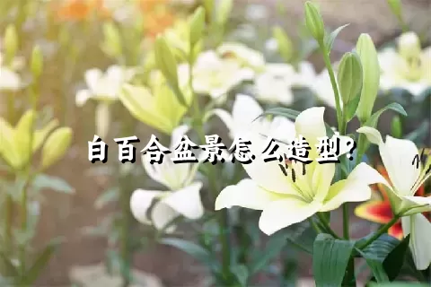 白百合盆景怎么造型？