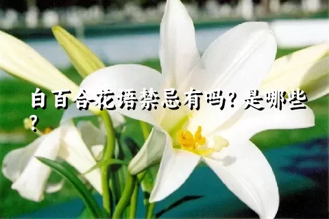 白百合花语禁忌有吗？是哪些？