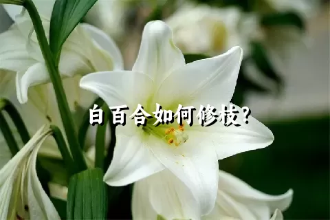 白百合如何修枝？