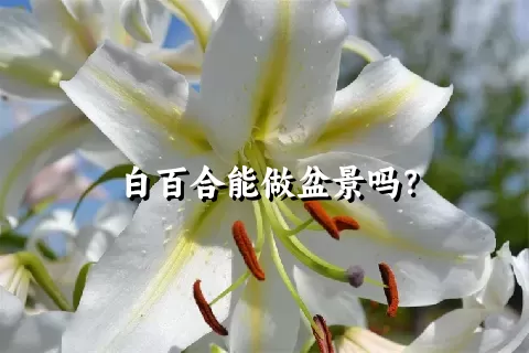 白百合能做盆景吗？