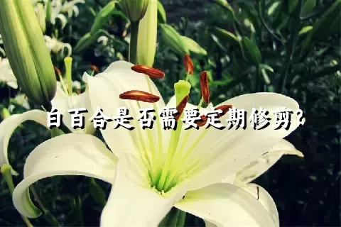 白百合是否需要定期修剪？