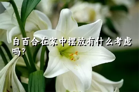 白百合在家中摆放有什么考虑吗？