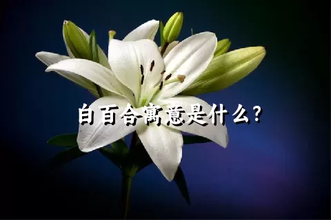 白百合寓意是什么？