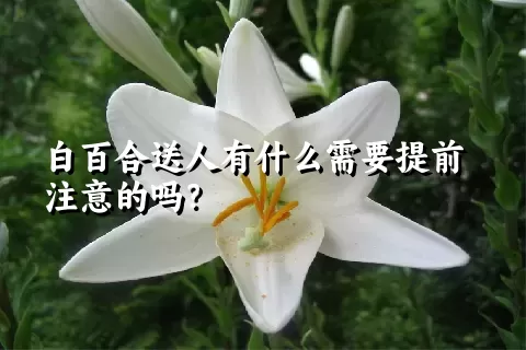 白百合送人有什么需要提前注意的吗？