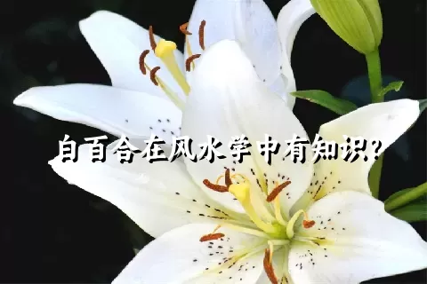 白百合在风水学中有知识？