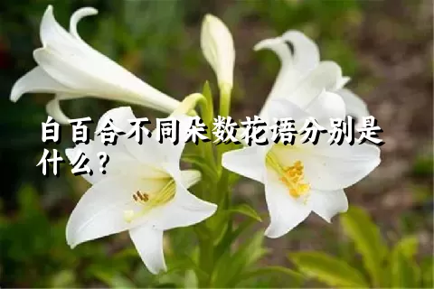 白百合不同朵数花语分别是什么？