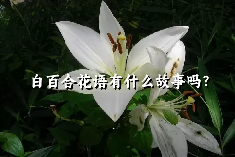 白百合花语有什么故事吗？