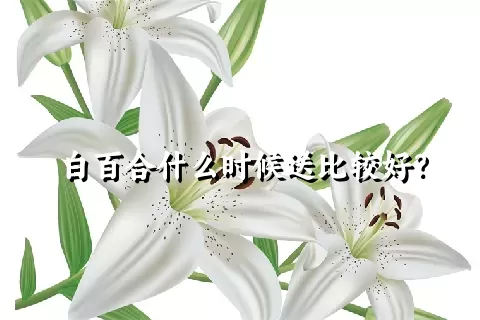 白百合什么时候送比较好？