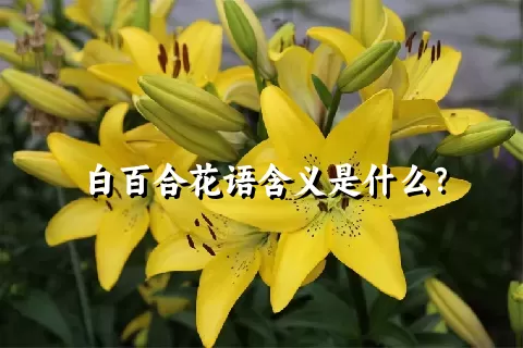 白百合花语含义是什么？