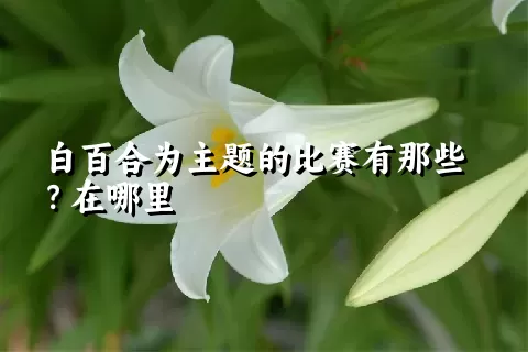 白百合为主题的比赛有那些？在哪里