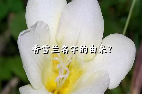 香雪兰名字的由来？