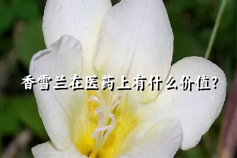 香雪兰在医药上有什么价值？