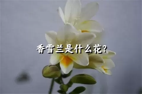 香雪兰是什么花？