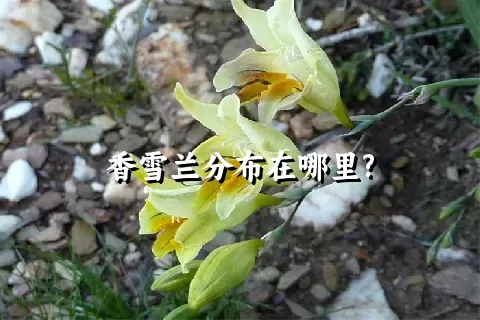 香雪兰分布在哪里?