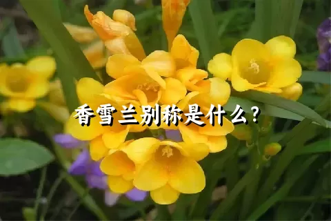 香雪兰别称是什么？