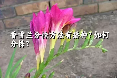 香雪兰分株方法有播种？如何分株？