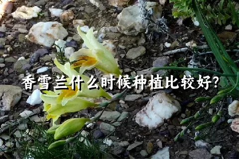 香雪兰什么时候种植比较好？