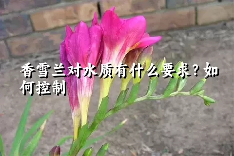 香雪兰对水质有什么要求？如何控制