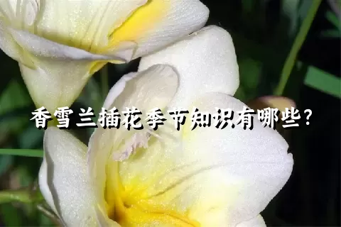 香雪兰插花季节知识有哪些？