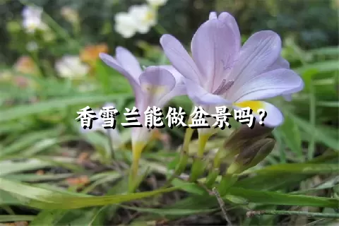 香雪兰能做盆景吗？