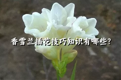 香雪兰插花技巧知识有哪些？