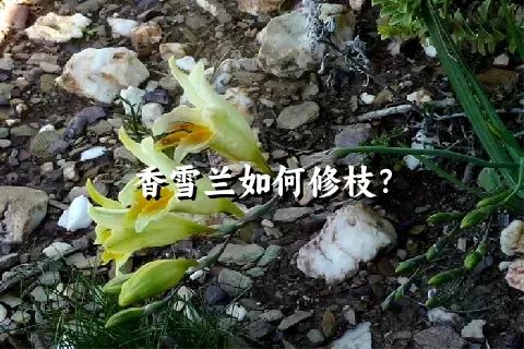 香雪兰如何修枝？